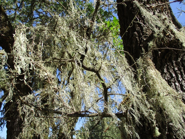 Ramalina menziesii image