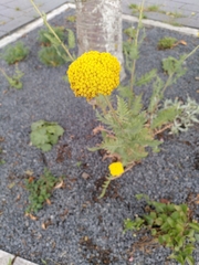 Achillea filipendulina