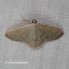 Lophophleps triangularis