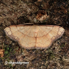 Pylargosceles steganioides