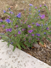 Echium vulgare