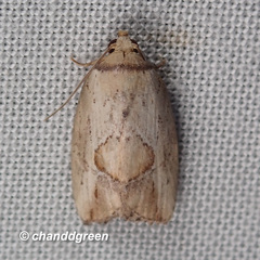 Strotihypera macroplaga