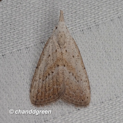 Meganola brunellus