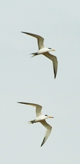 Thalasseus bernsteini