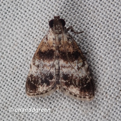 Salma ridiculalis