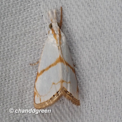 Pseudargyria interruptella