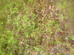 Rhynchospora globularis