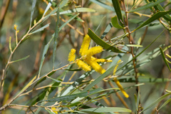 Acacia torulosa