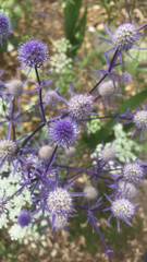 Eryngium amethystinum