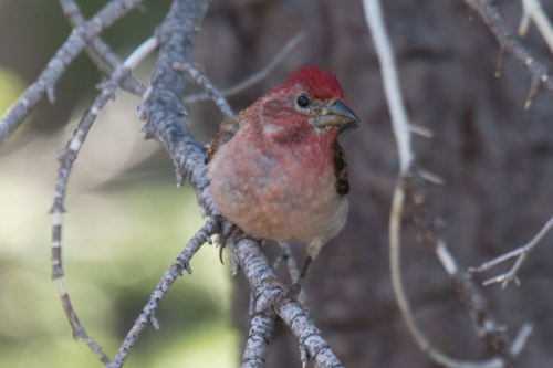 Cassin's Finch