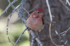 Cassin's Finch photo 1