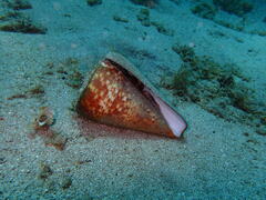 Conus canariensis