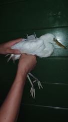 Egretta eulophotes