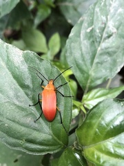 Cistelina tricolor