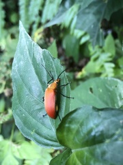 Cistelina tricolor