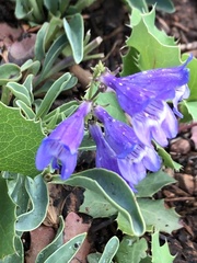 Penstemon linarioides