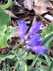 Penstemon linarioides