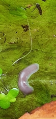 Dendrocoelum lacteum