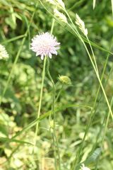 Knautia arvensis