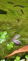 Dendrocoelum lacteum