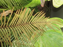 Pteris vittata