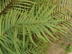 Pteris vittata