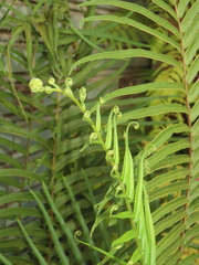 Pteris vittata