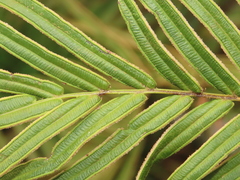 Pteris vittata