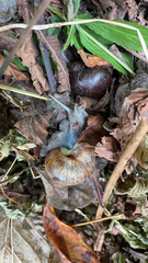 Helix pomatia