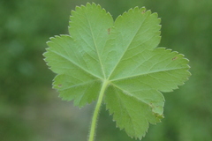Alchemilla