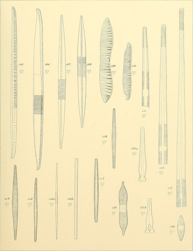 Nitzschia commutata