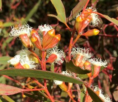 Eucalyptus calycogona