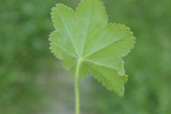 Alchemilla