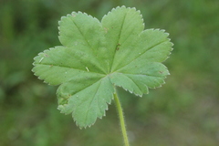 Alchemilla