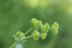 Alchemilla