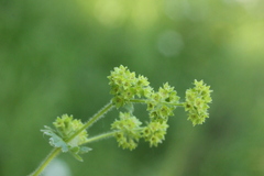 Alchemilla