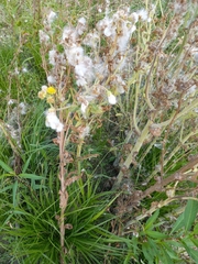 Tephroseris palustris