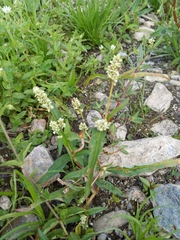 Persicaria tomentosa