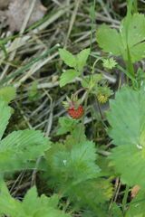 Fragaria vesca