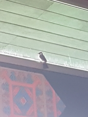 Pycnonotus aurigaster