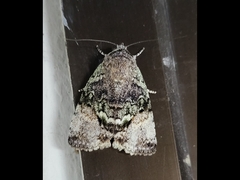 Blenina quinaria