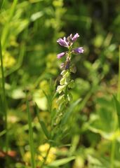 Polygala comosa