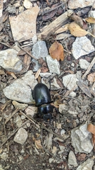 Lucanus ibericus
