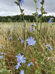 Cichorium intybus