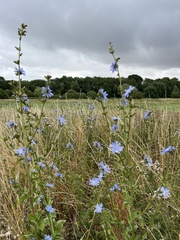 Cichorium intybus