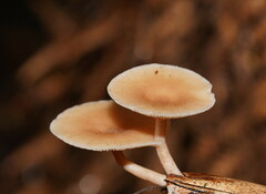 Singerocybe