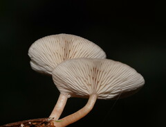 Singerocybe