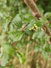 Eriophyes similis
