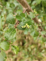 Eriophyes similis