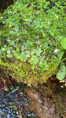Lunularia cruciata